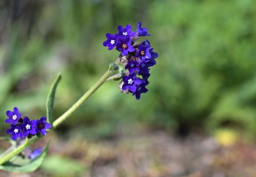 DSC_2477_v1